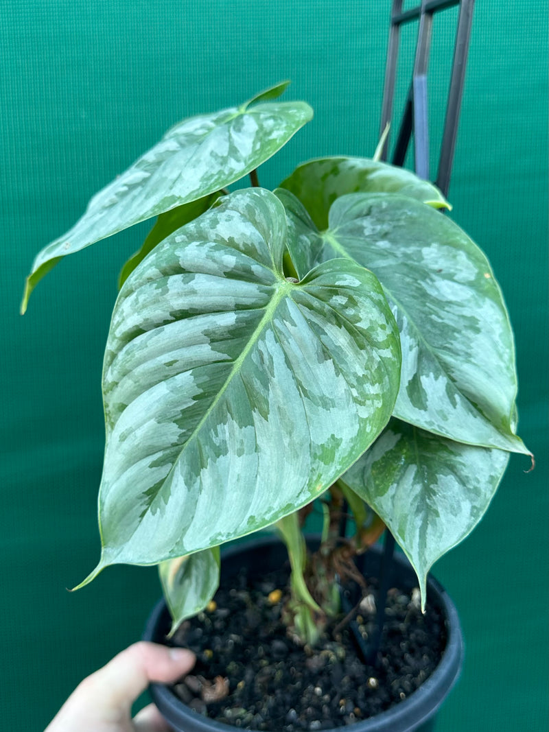 Philodendron sodiroi