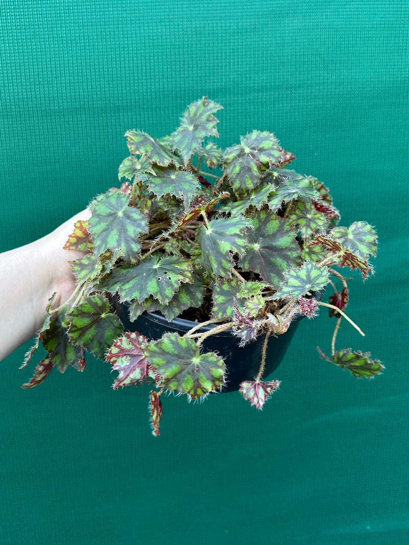 Begonia ‘Tiger Paws'