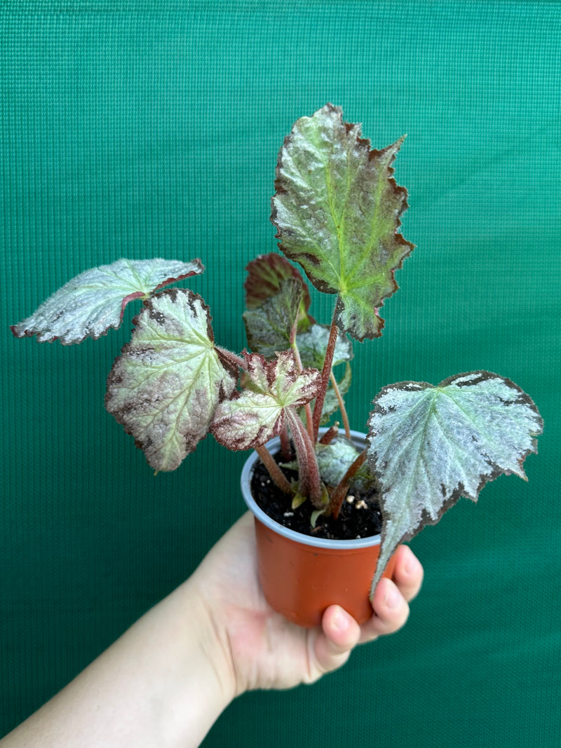 Begonia ‘Blanche’