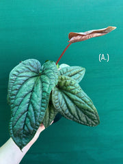 Anthurium luxurians x radicans