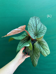 Anthurium luxurians x radicans NEW