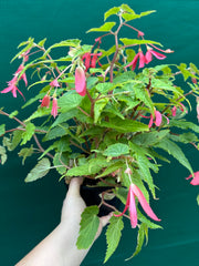 Begonia ‘Bossa Nova’ (Pink Flower)