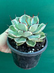 Agave kissho kan