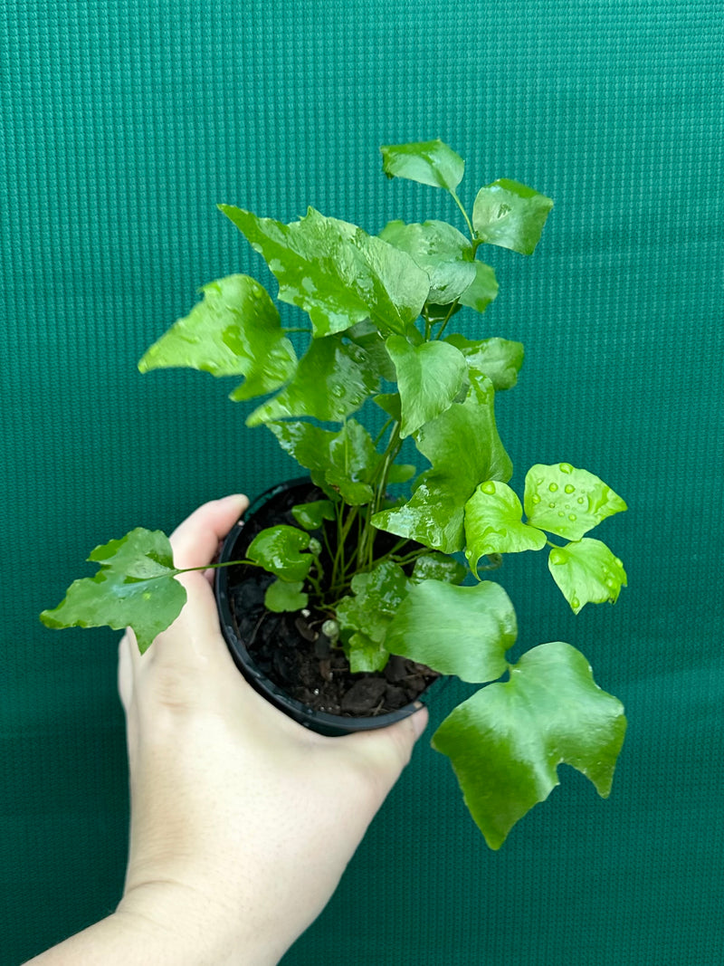 Cyrtomium falcatum rochfordianum ‘Shiny Holly’ NEW