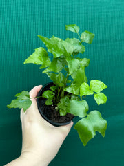 Cyrtomium falcatum rochfordianum ‘Shiny Holly’ NEW
