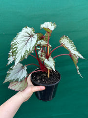 Begonia ‘Nordic Glacier’