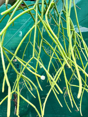 Rhipsalis Micrantha f. Villarica