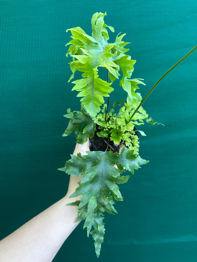 Phlebodium Aureum 'Davana’