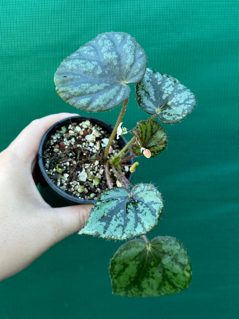 begonia nigritarium