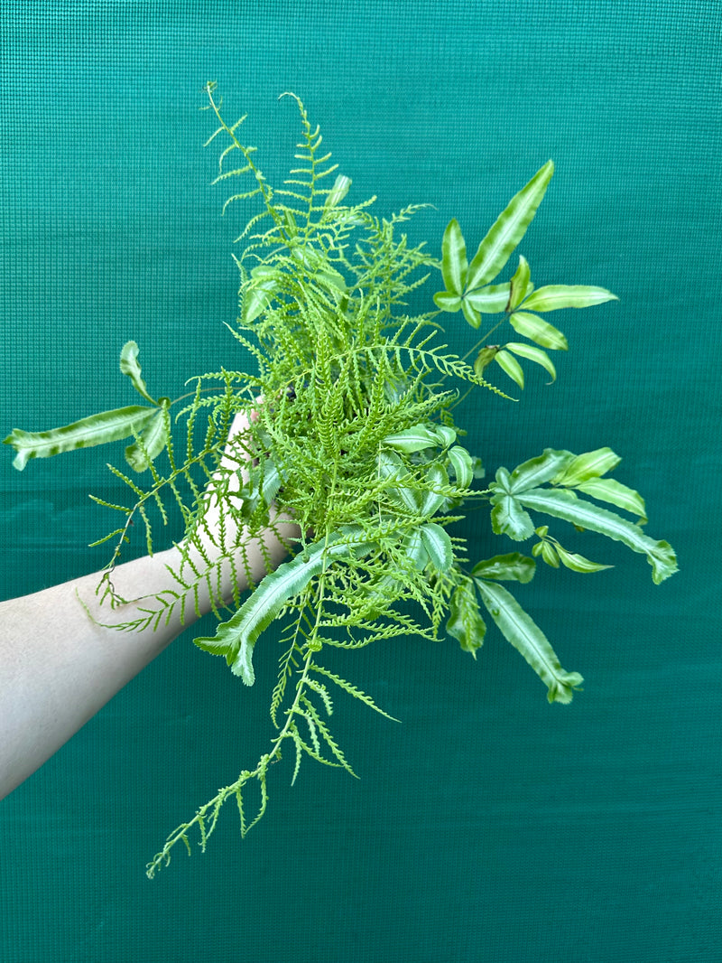 Pteris Fern Unknown 3