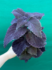 Coleus ‘Black Prince’ NEW