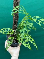 Monstera obliqua (Peru Form)