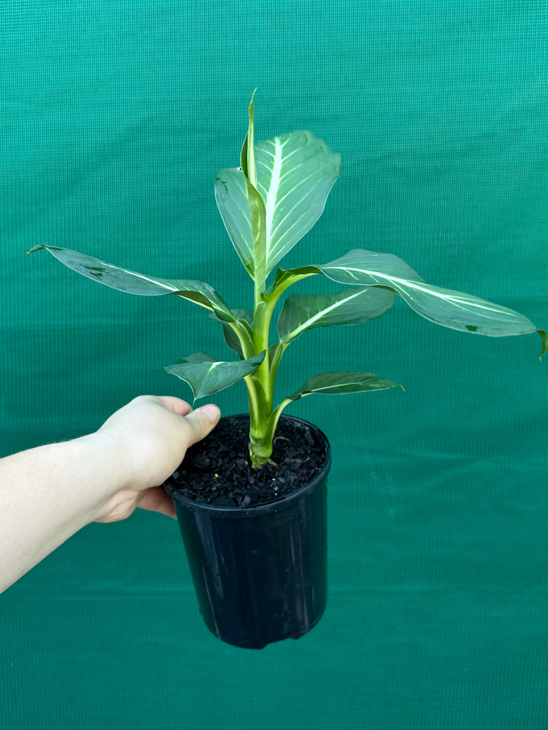 Dieffenbachia 'Sterling' NEW