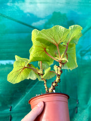 Begonia ‘Paleata Species Red Stem’