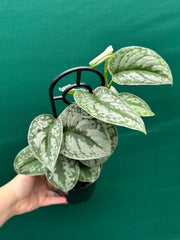 Schindapus Pictus Exotica