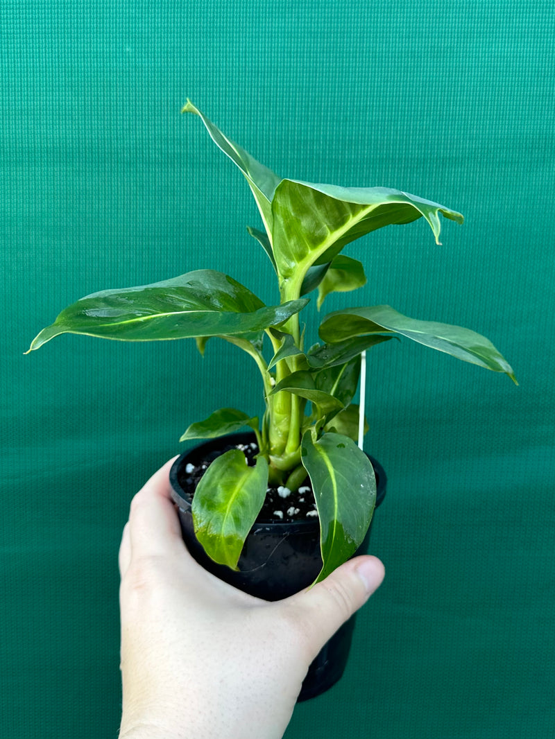 Dieffenbachia ‘Green Magic’ NEW