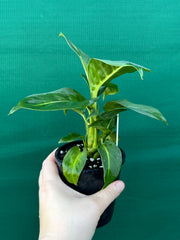 Dieffenbachia ‘Green Magic’ NEW
