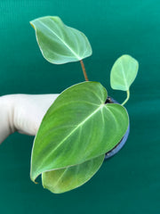 Philodendron ‘Gloriosum’