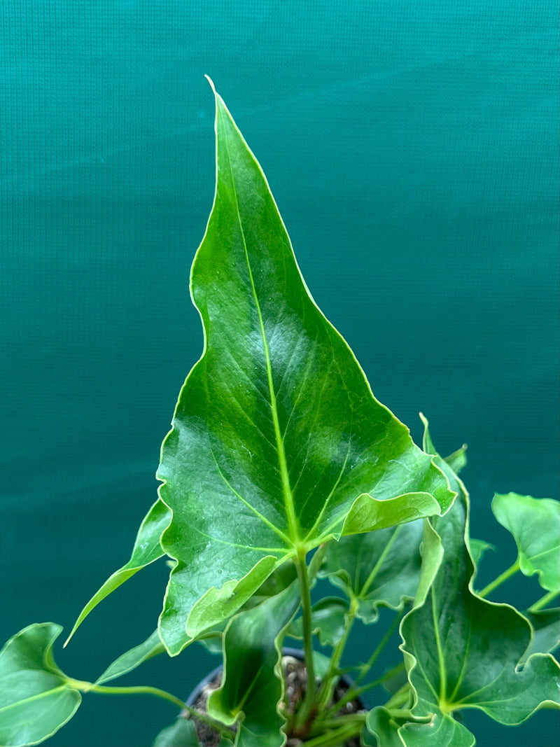 Anthurium ferrierense crisped NEW