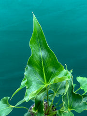 Anthurium ferrierense crisped NEW