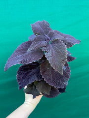 Coleus ‘Black Prince’ NEW