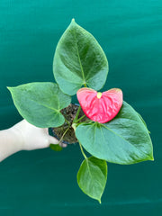 Anthurium NOID 1