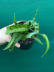 Asplenium ‘Hurricane’ NEW