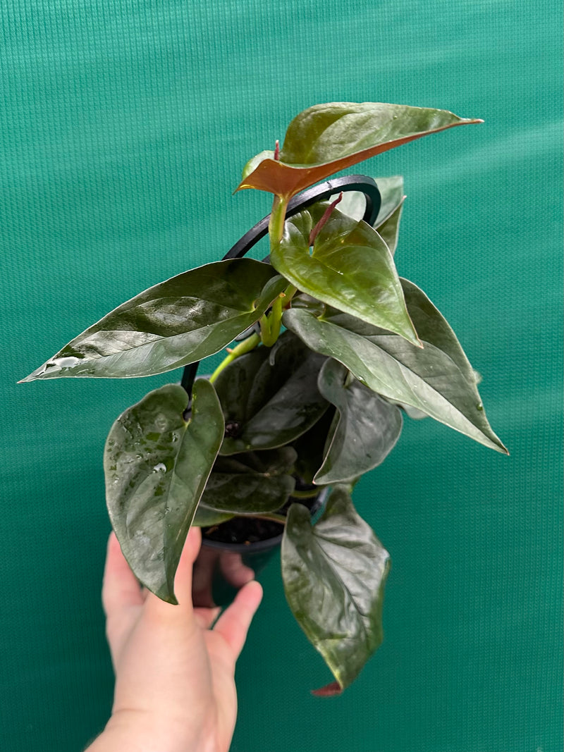 Syngonium ‘Red Arrow’