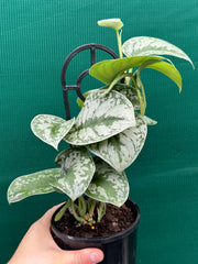 Schindapus Pictus Exotica