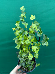 Hedera Ivy ‘Stardust’