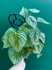 Philodendron sodiroi