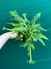 Pteris Fern Unknown 3