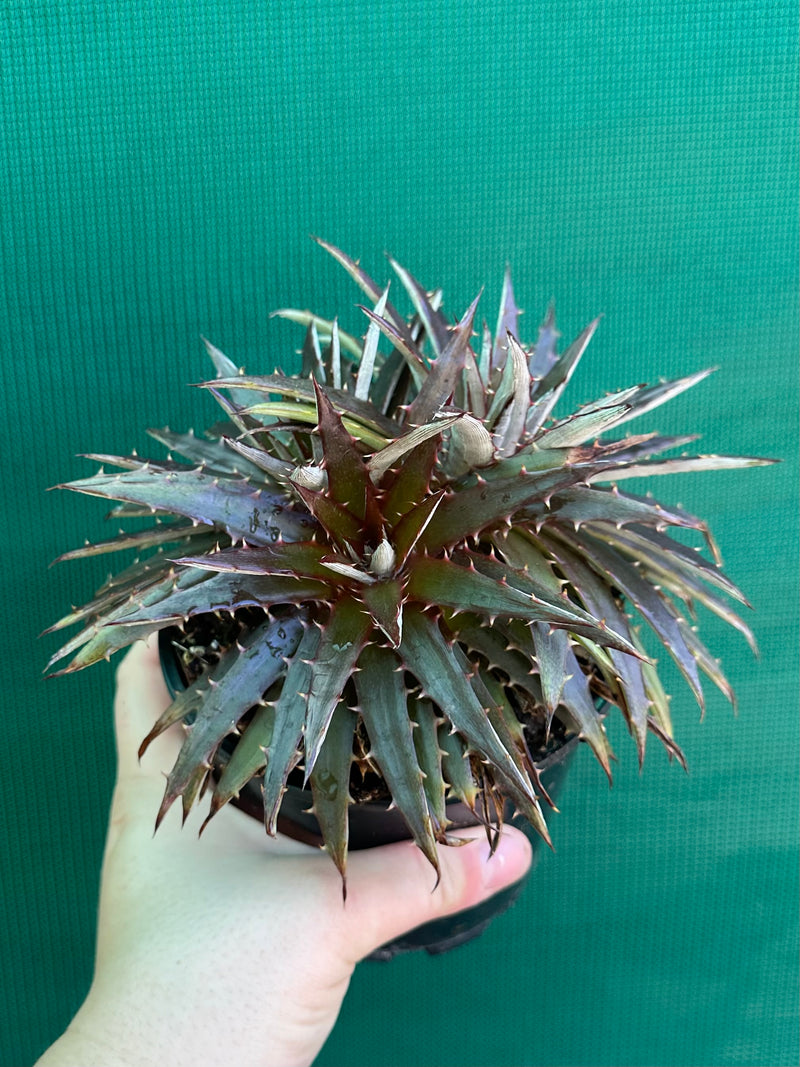 Dyckia