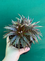 Dyckia
