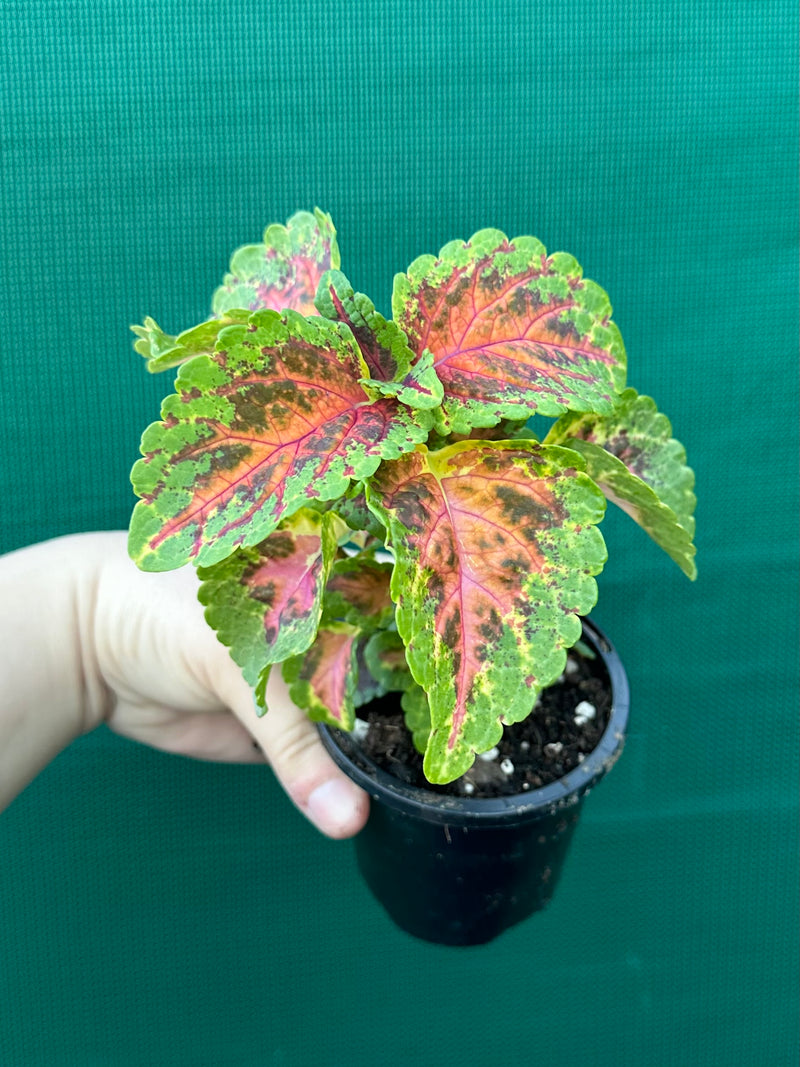 Coleus NOID 6