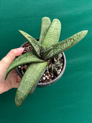 Gasteria batesiana NEW