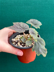 Begonia ‘Capricorn Sunset’