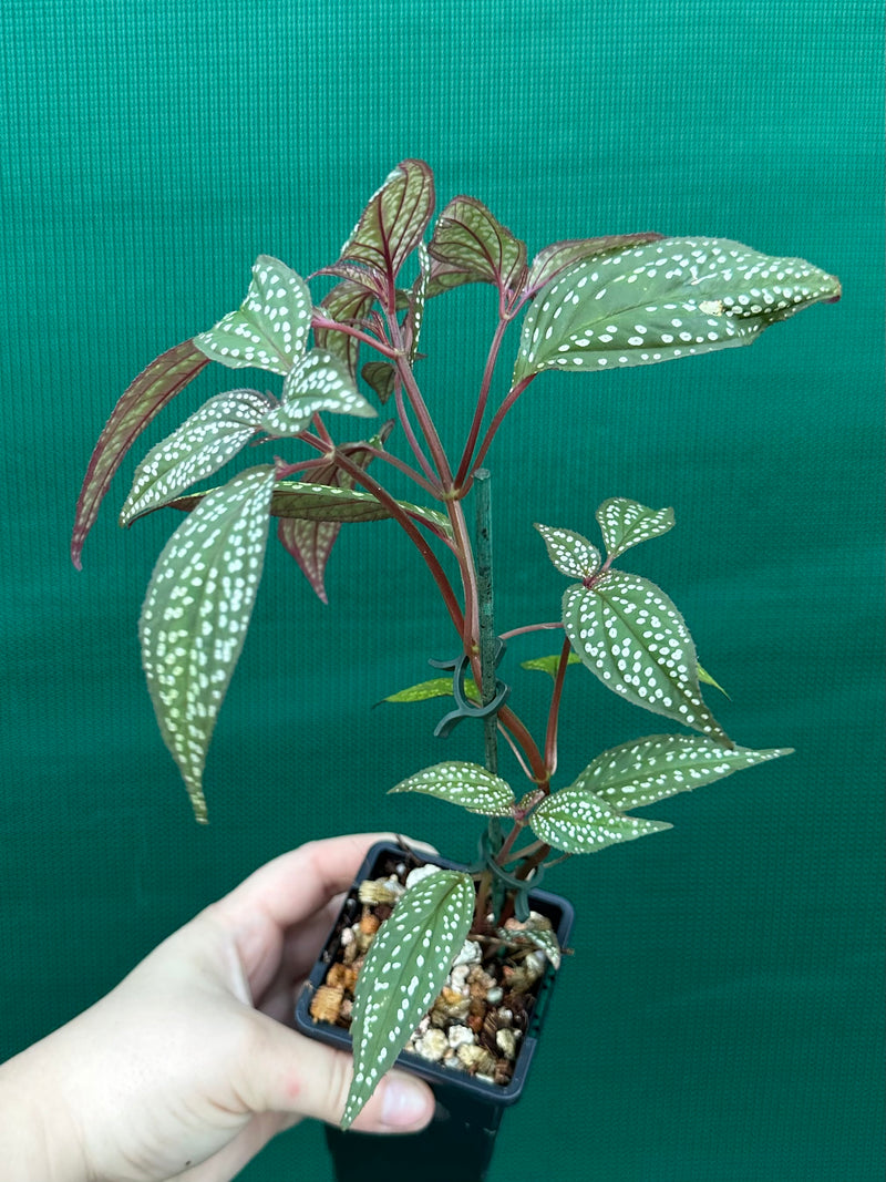 Sonerila maculata NEW