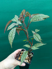 Sonerila maculata NEW