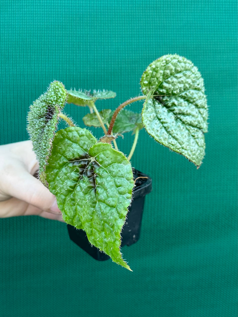 Begonia masoniana NEW