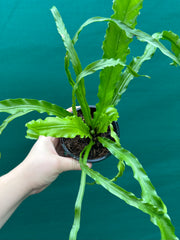 Asplenium ‘Osaka’ NEW