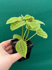 Pilea involucrata