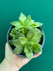 Haworthia Unknown NEW