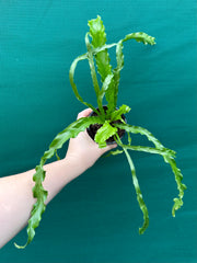 Asplenium ‘Osaka’ NEW