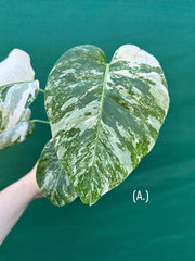 Monstera deliciosa borsigiana variegated albo NEW