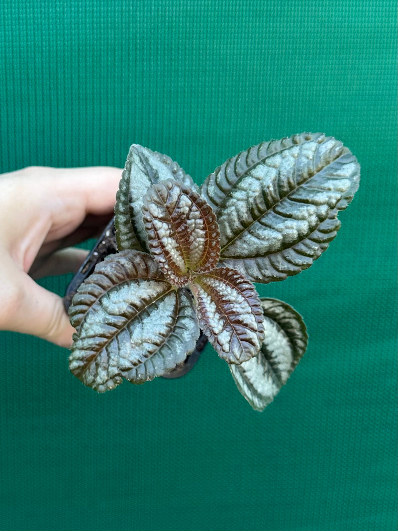 Pilea involucrata ‘Norfolk’