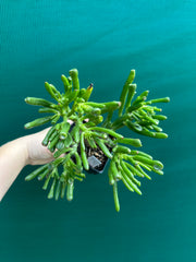 Crassula ovata ‘Skinny Fingers’ NEW