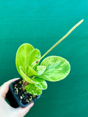 Peperomia Obtusifolia ‘Variegated’