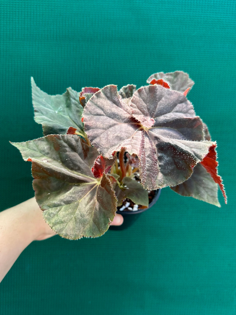 Begonia ‘Enid Henderson’