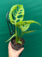 Monstera epipremnoides NEW